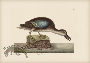099 Blue Winged Teal